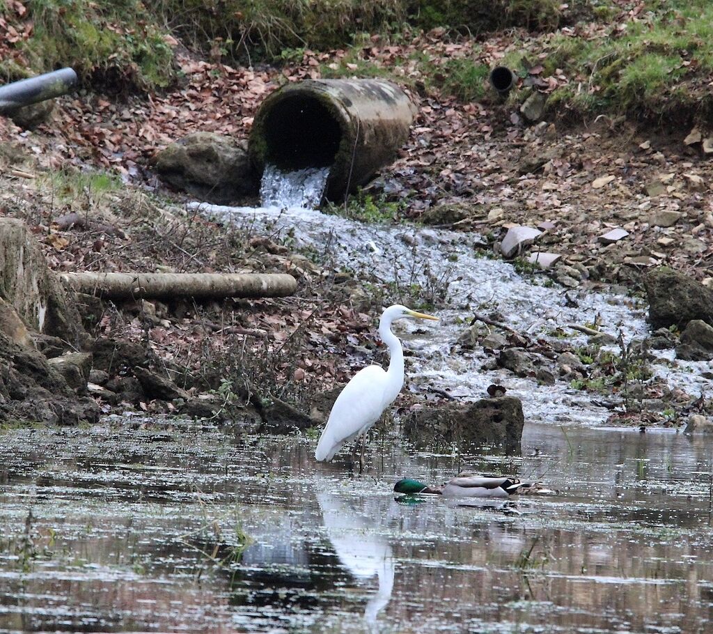 Great Egret