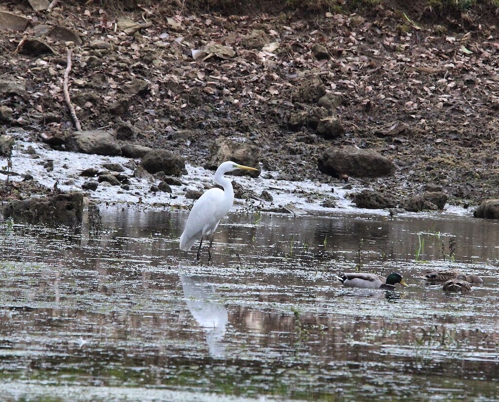 Great Egret