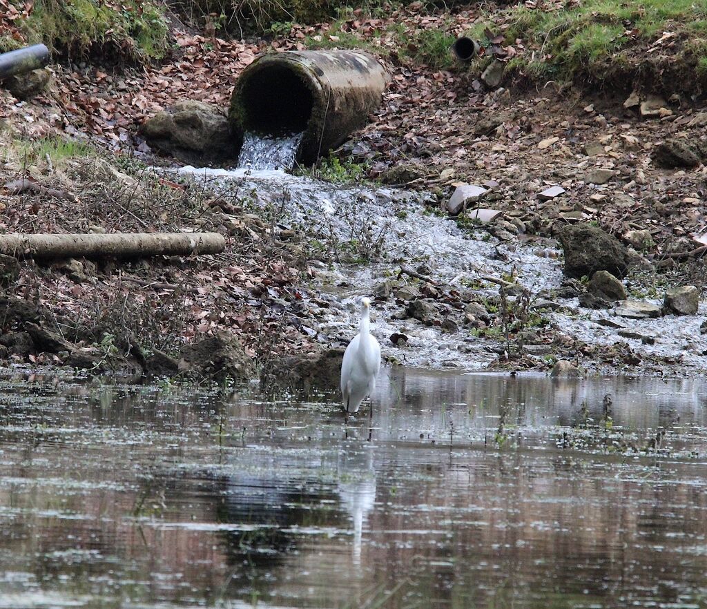 Great Egret