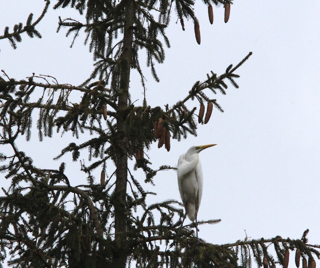 Great Egret