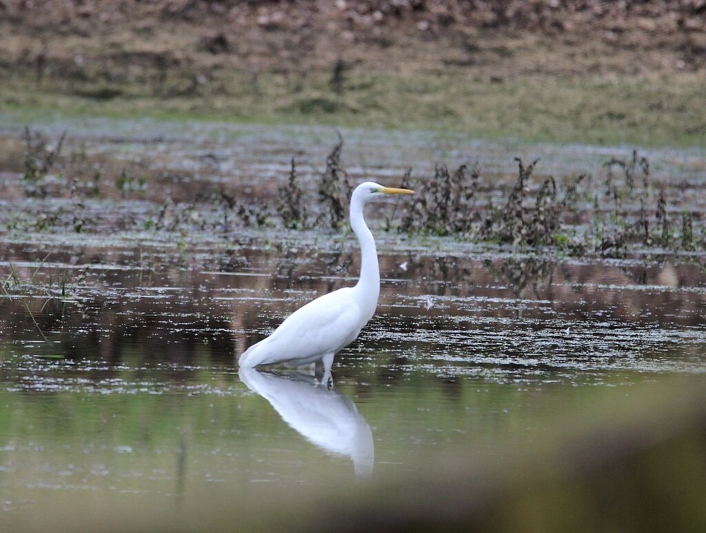 Great Egret