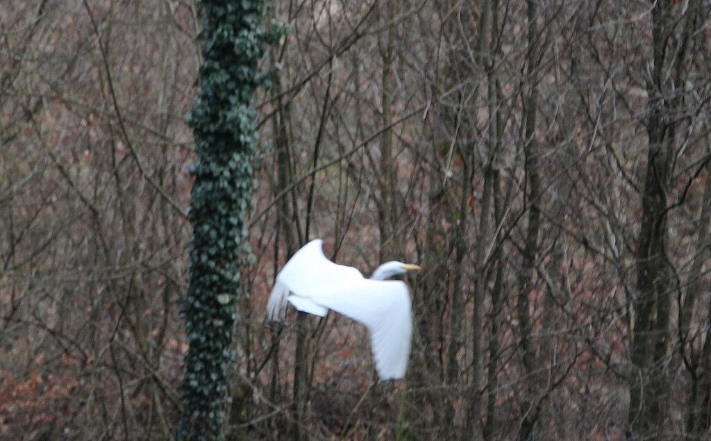 Great Egret