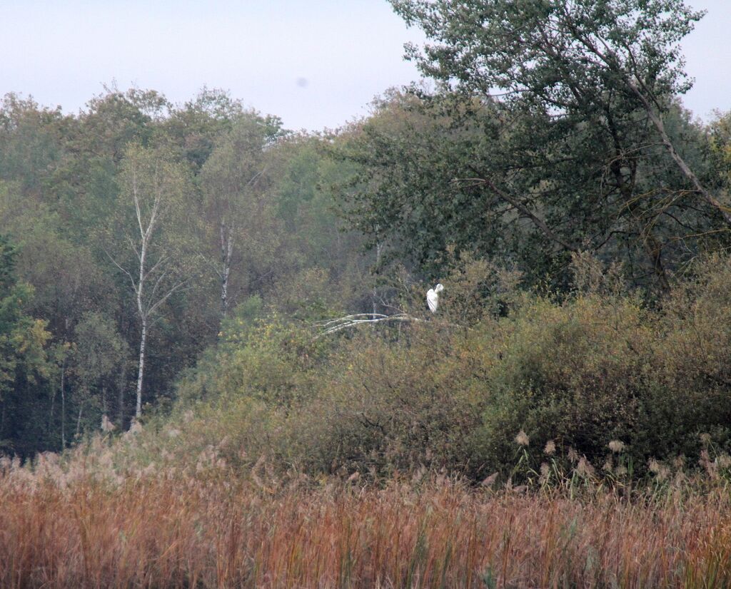 Grande Aigrette