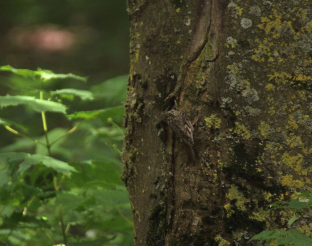 Grimpereau des bois