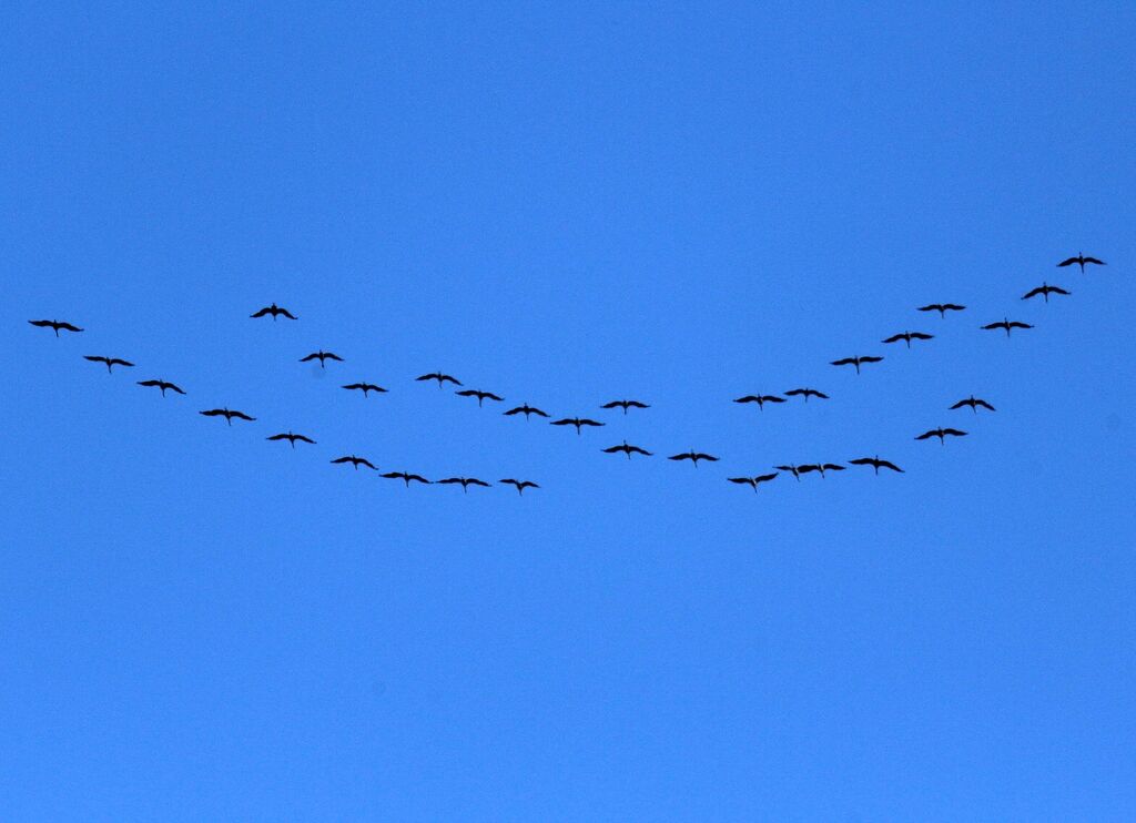 Grue cendrée