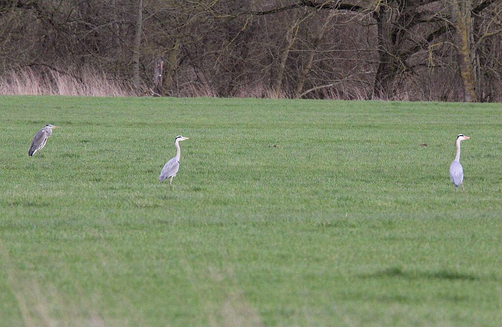 Grey Heron