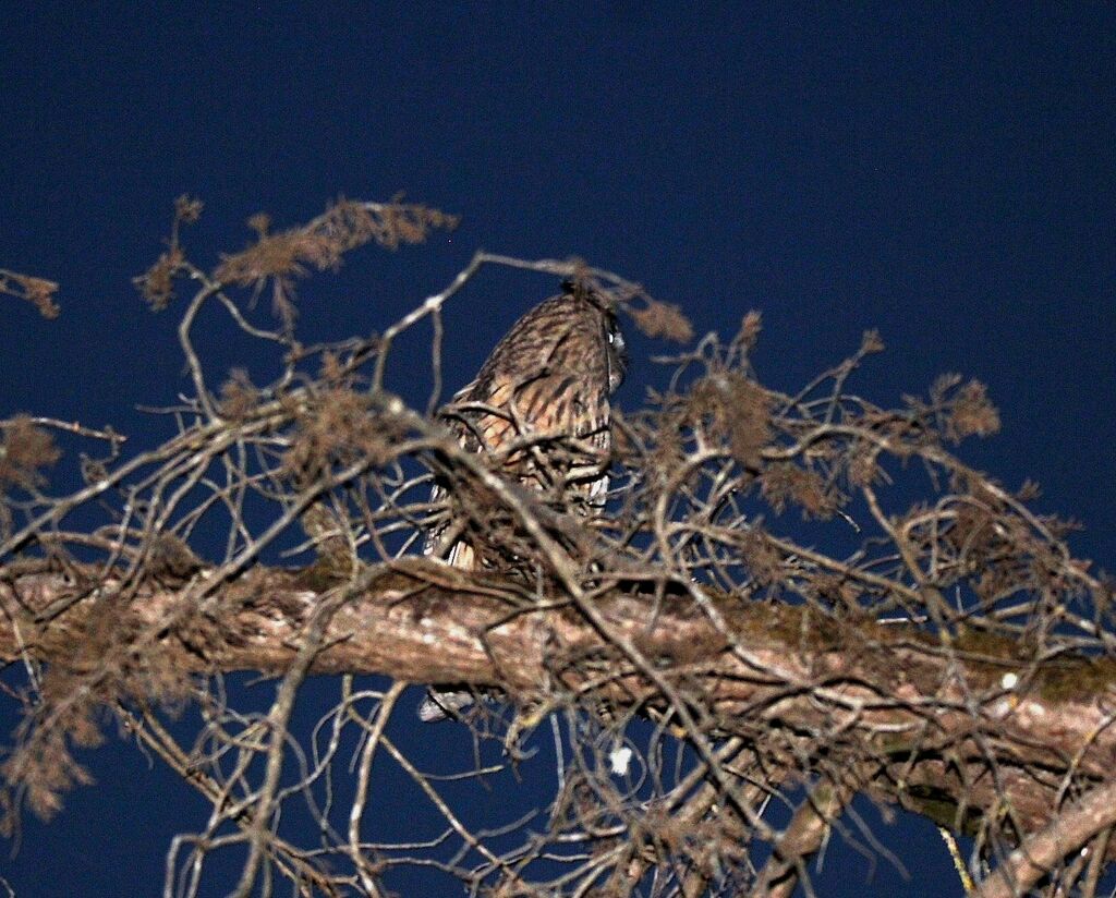 Hibou moyen-duc