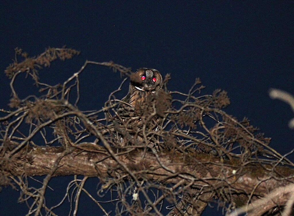 Long-eared Owl