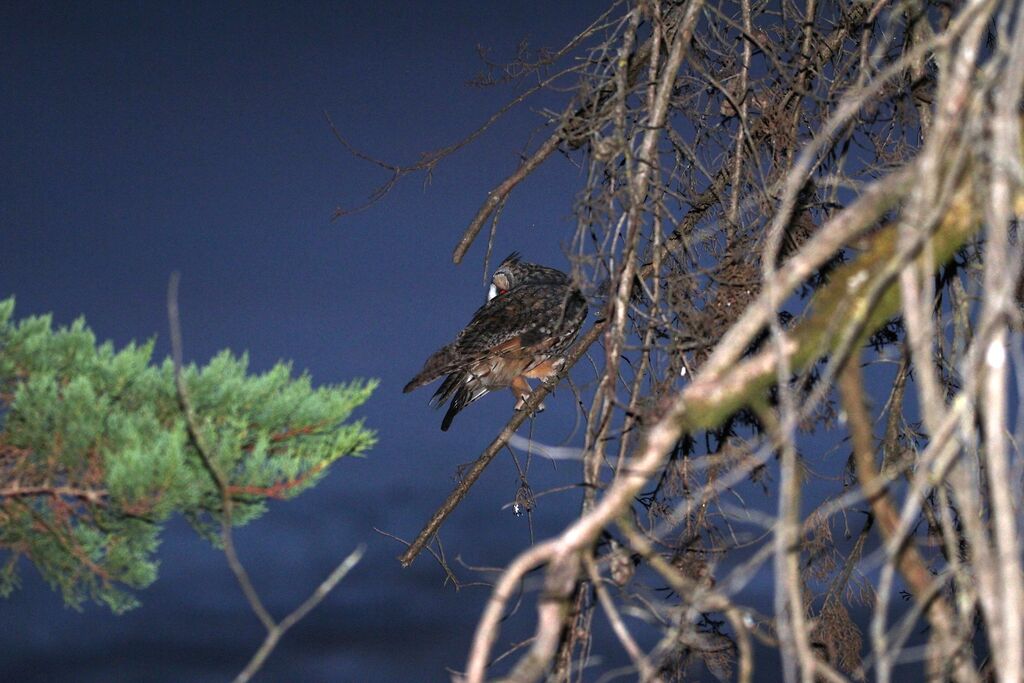 Hibou moyen-duc