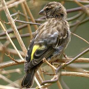 Serin de Reichenow