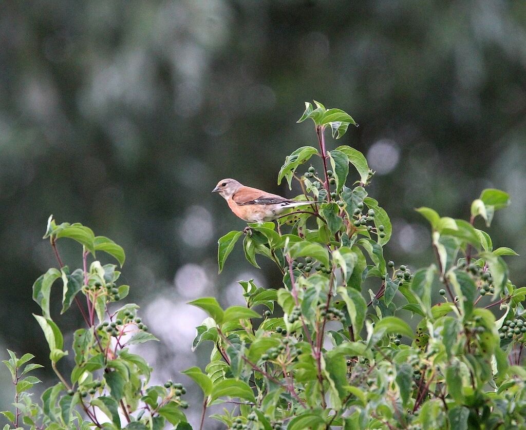 Linotte mélodieuse