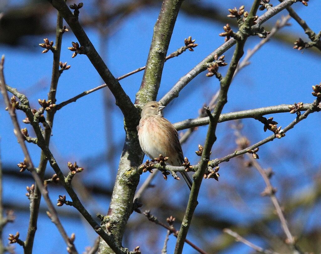 Linotte mélodieuse