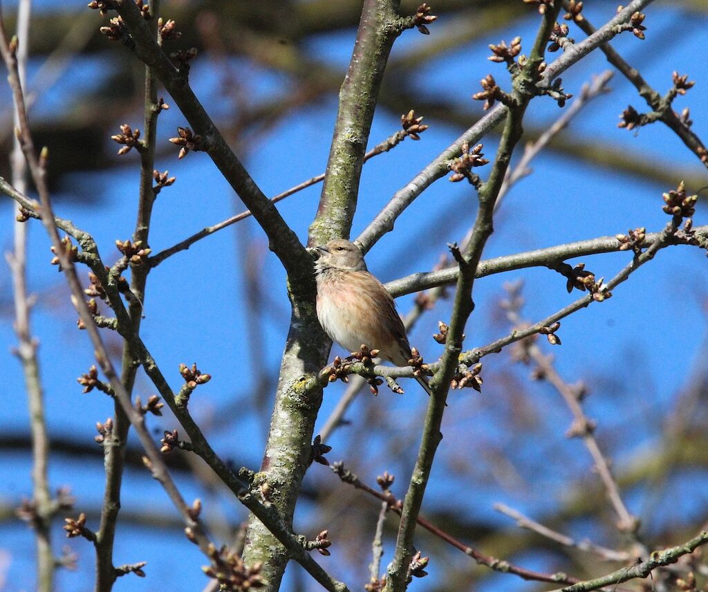 Common Linnet