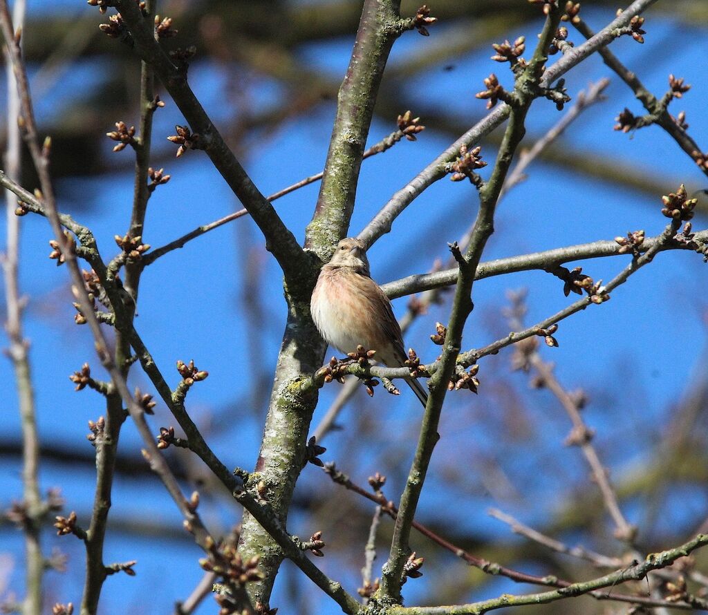 Linotte mélodieuse