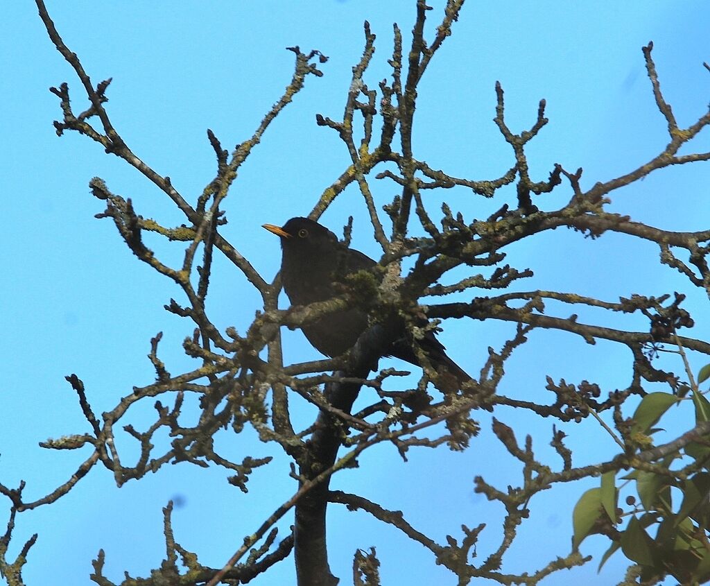 Common Blackbird