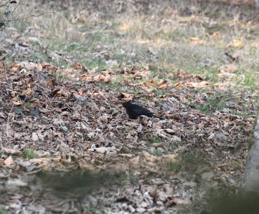 Common Blackbird