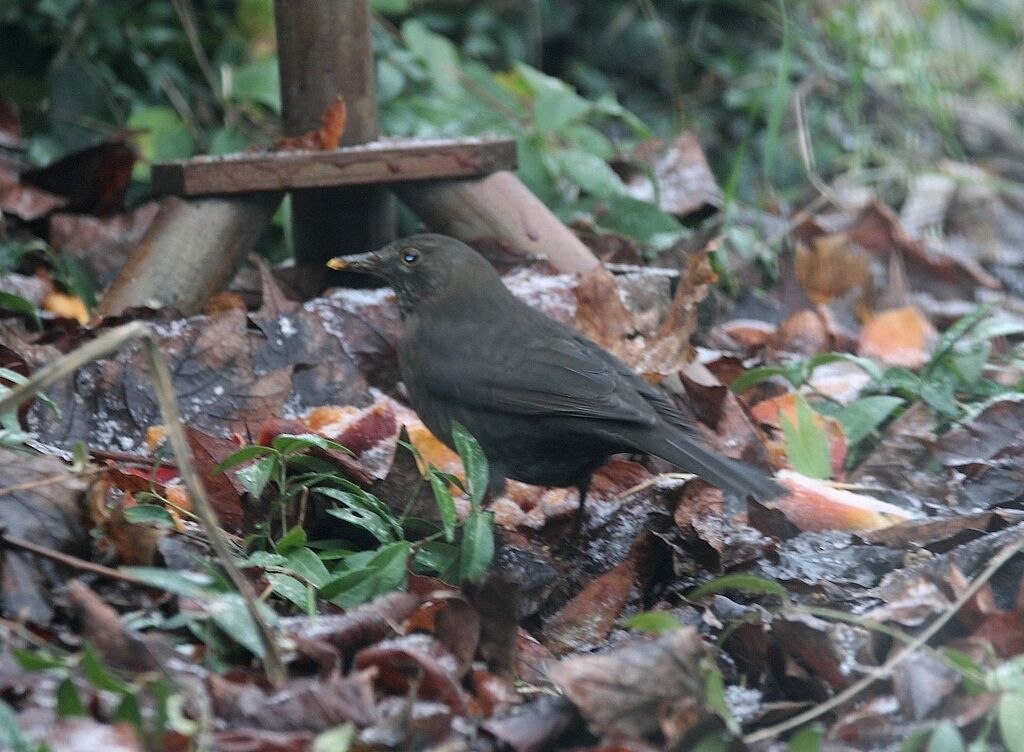 Common Blackbird