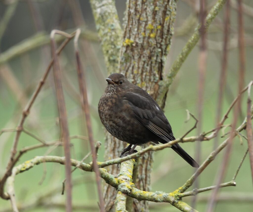 Common Blackbird