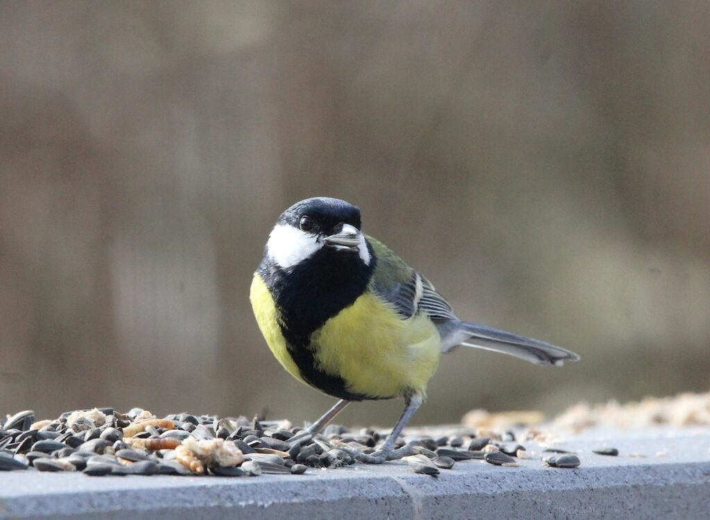 Great Tit