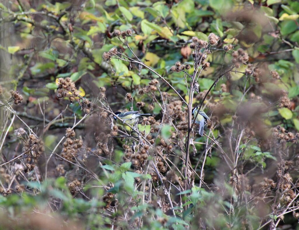 Mésange charbonnière