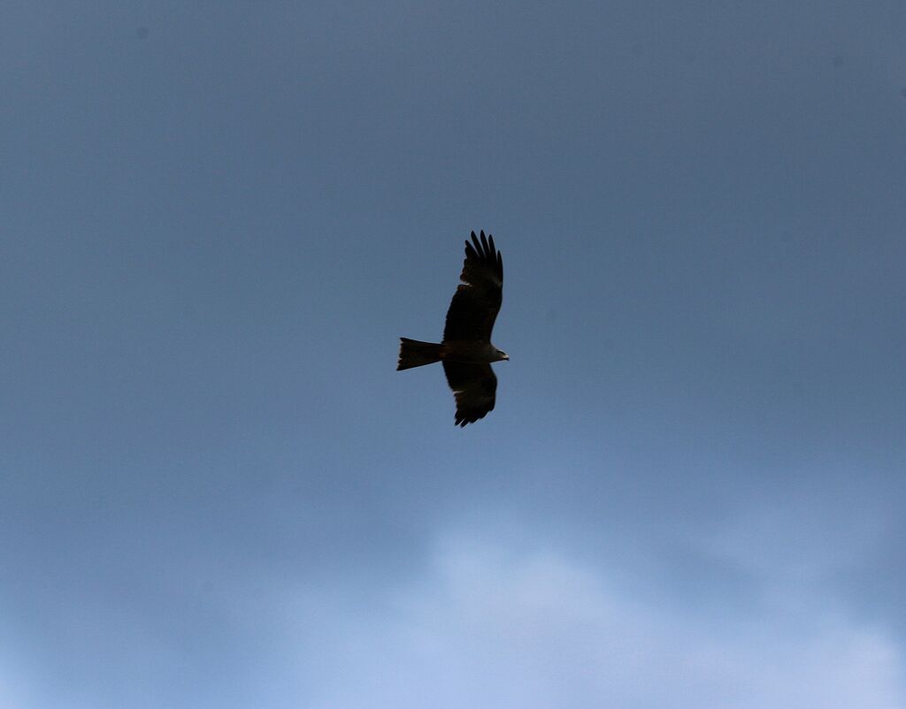 Black Kite