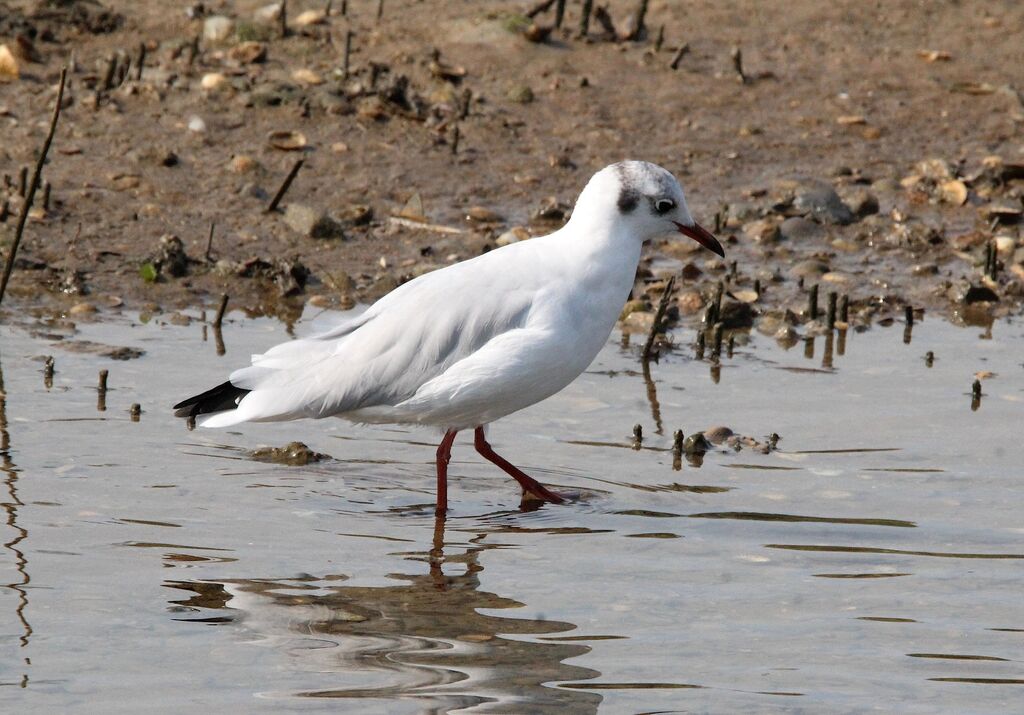 Mouette rieuse