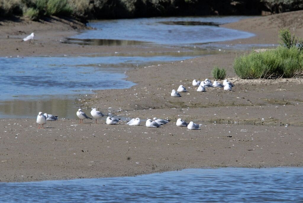 Mouette rieuse