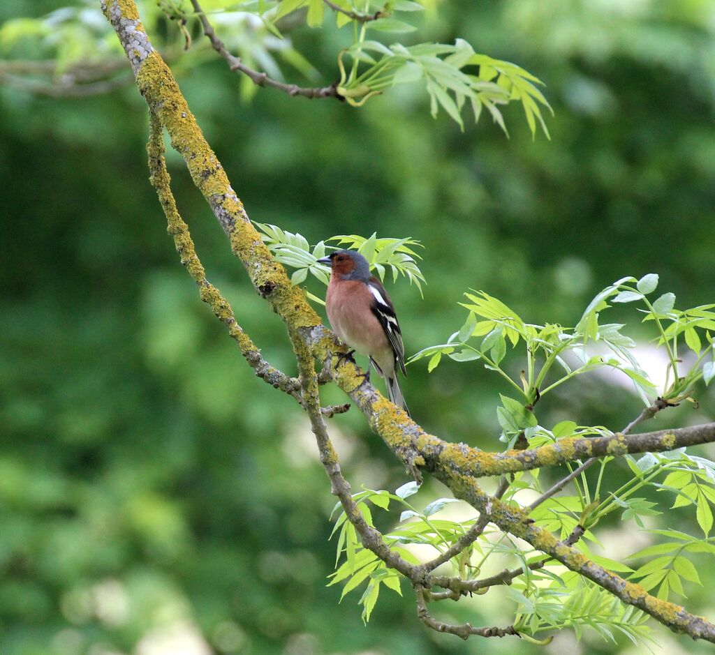 Eurasian Chaffinch