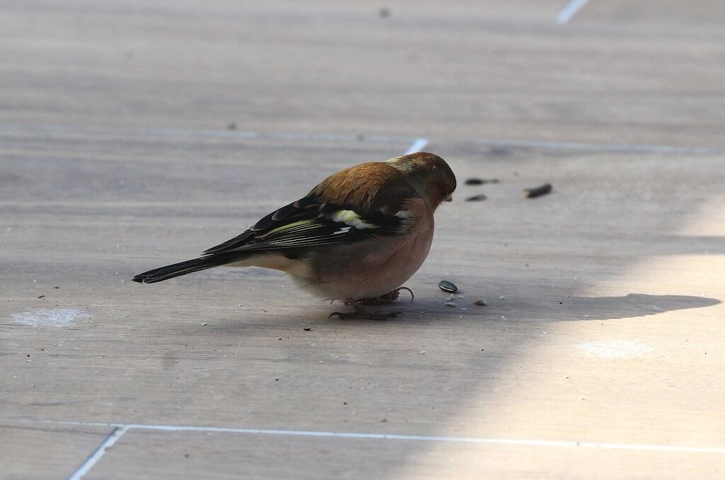 Eurasian Chaffinch