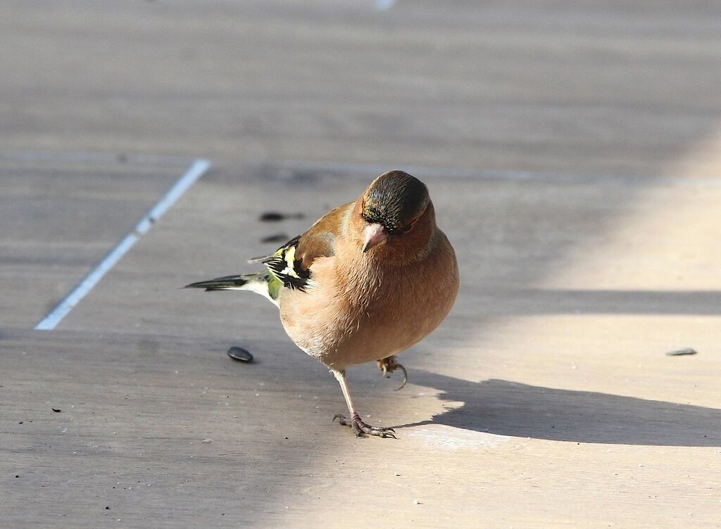 Eurasian Chaffinch