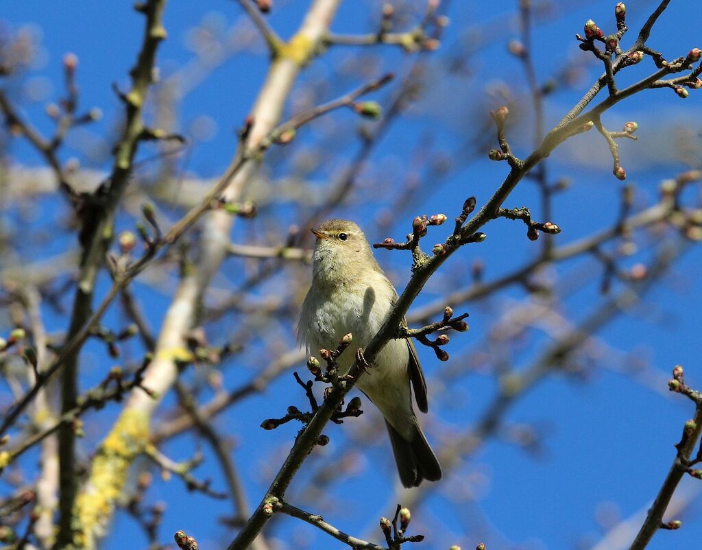 Common Chiffchaff