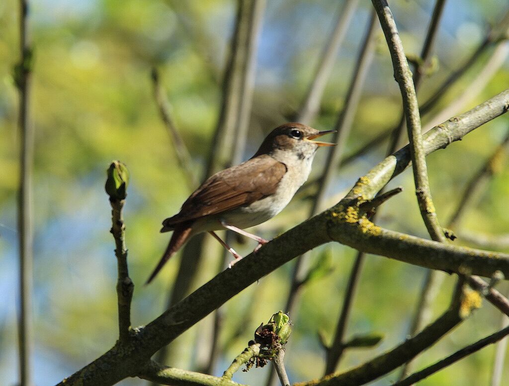 Common Nightingale