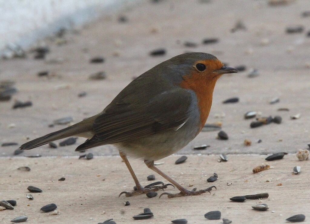 European Robin