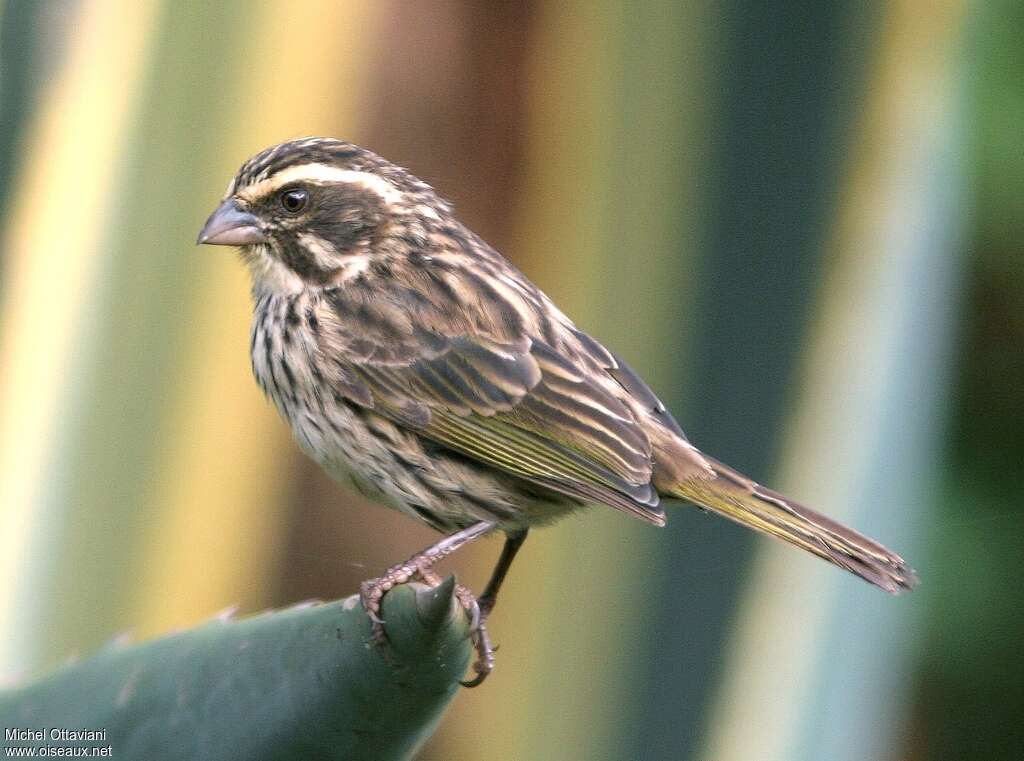 Serin striéadulte, identification
