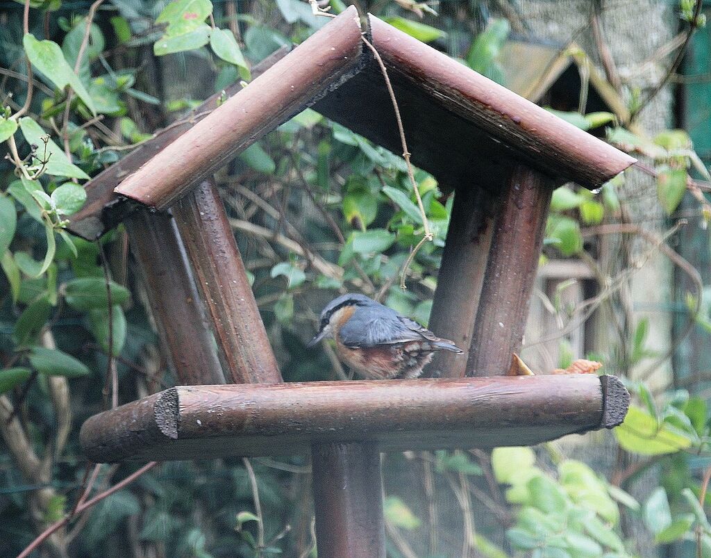 Eurasian Nuthatch