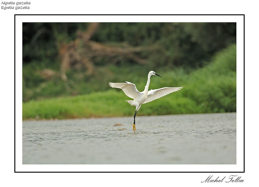 Aigrette garzette
