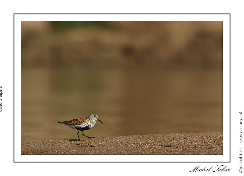 Bécasseau variable