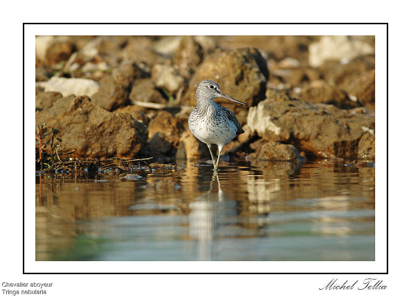Common Greenshank