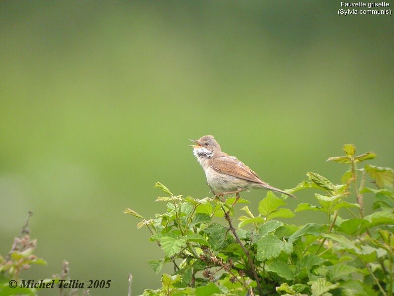 Common Whitethroat