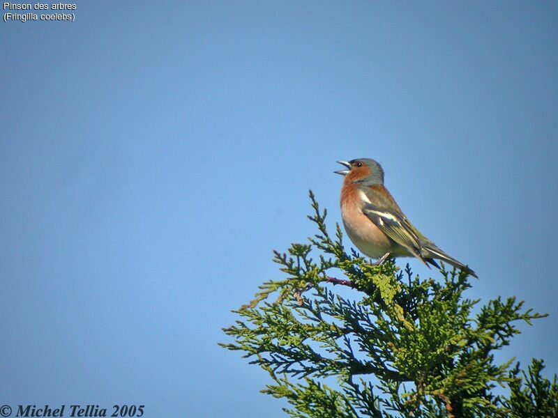 Eurasian Chaffinch