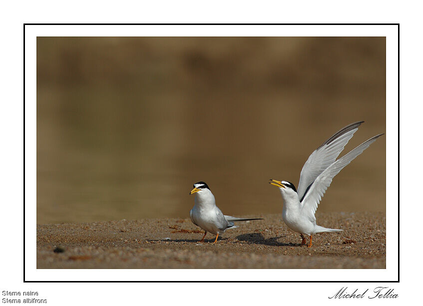 Little Tern
