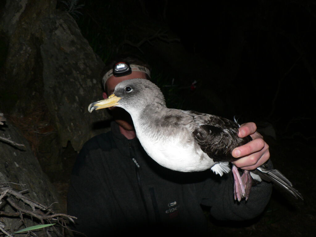 Scopoli's Shearwater