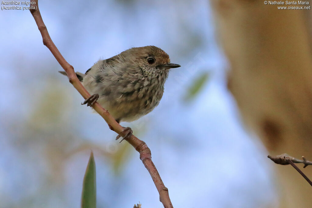 Brown Thornbilladult, identification