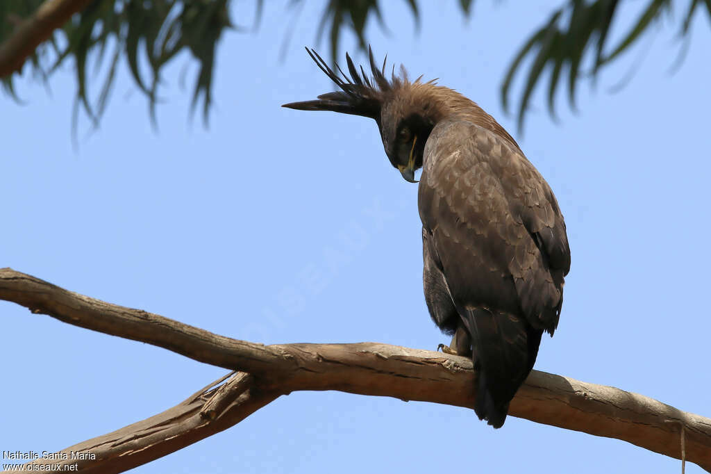 Aigle huppardadulte, identification