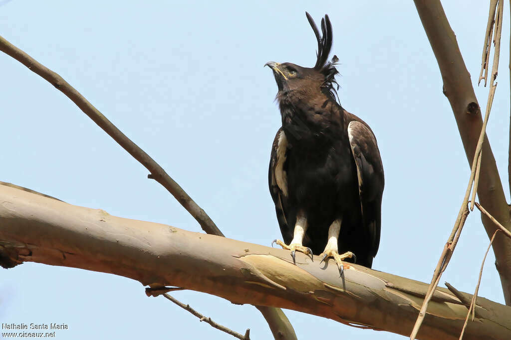Aigle huppardadulte, identification