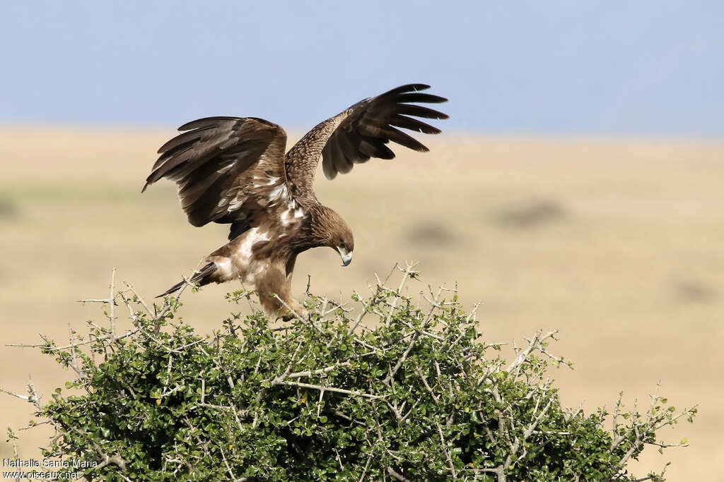 Aigle ravisseurimmature, Vol, pêche/chasse