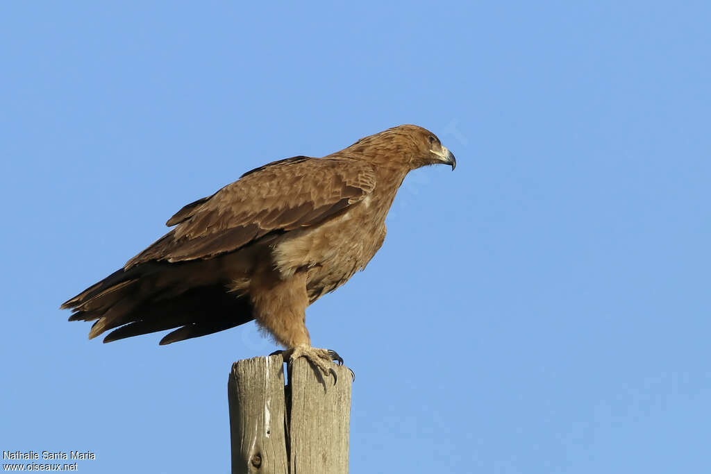 Aigle ravisseurimmature, identification