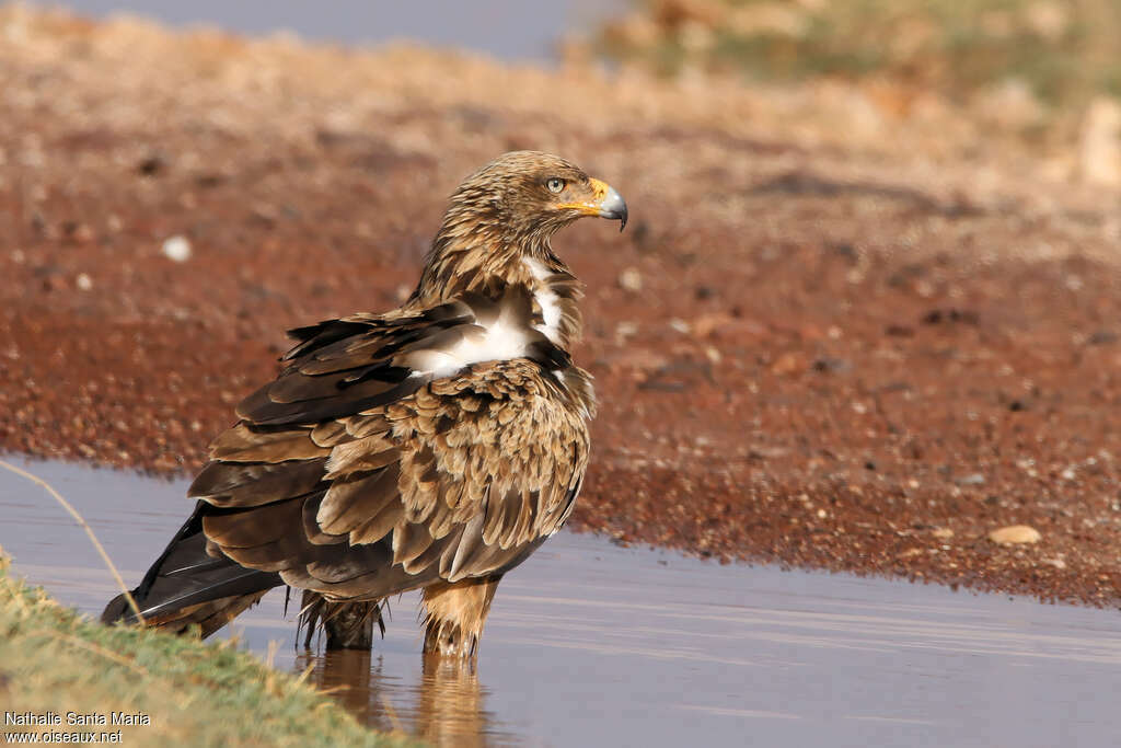 Aigle ravisseuradulte, identification, composition