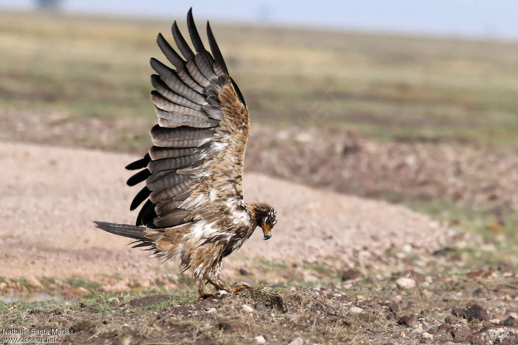 Aigle ravisseuradulte, identification, composition, marche