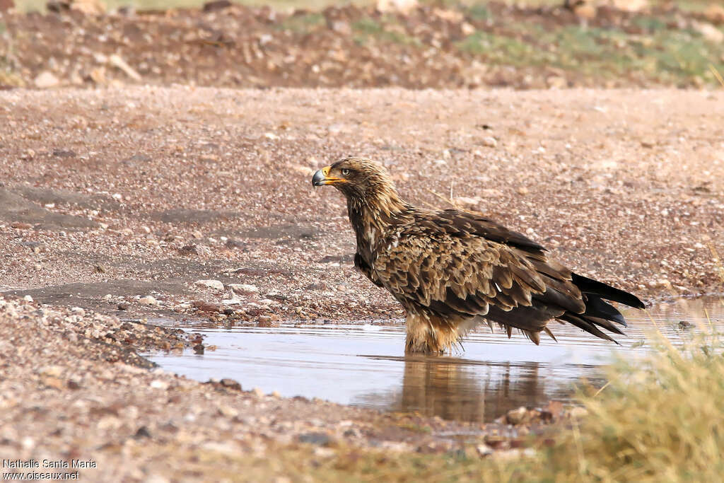Aigle ravisseuradulte, identification, composition, boit